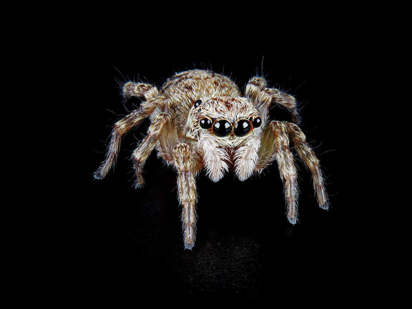 Salticidae:  Pseudeuophrys sp.